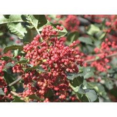 厂家销 花椒精油 100%花椒提取物 香料花椒油 （180）