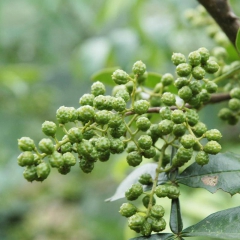 【牛栏江】鲁甸青花椒 鲜青花椒油 250ml 云南特产 包邮