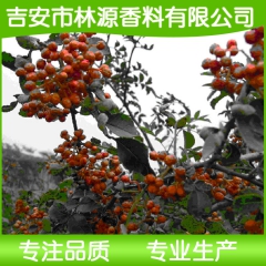 供应 超临界萃取花椒油 花椒树脂油 青花椒 量大从优