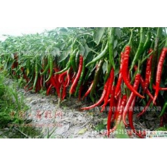 辣椒精油1-10个辣度辣椒精水溶油溶有色无色辣椒精辣椒油