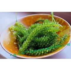 中华老字号 东阿阿胶桃花姬阿胶糕300g