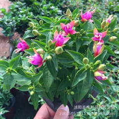 中华老字号 东阿阿胶桃花姬阿胶糕300g