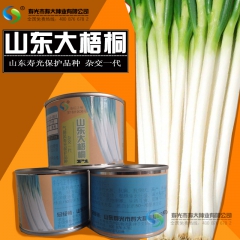 甜辣大葱【山东大梧桐葱种】气煞风寿光代表品种四季秋播100克...