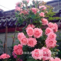 中华老字号 东阿阿胶桃花姬阿胶糕300g