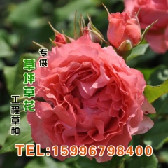 中华老字号 东阿阿胶桃花姬阿胶糕300g