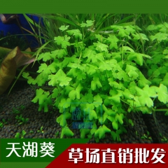 中华老字号 东阿阿胶桃花姬阿胶糕300g