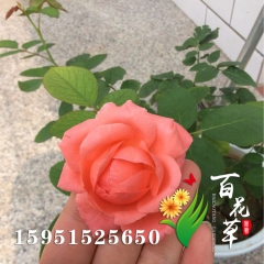 中华老字号 东阿阿胶桃花姬阿胶糕300g