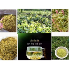中华老字号 东阿阿胶桃花姬阿胶糕300g