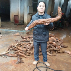 中华老字号 东阿阿胶桃花姬阿胶糕300g