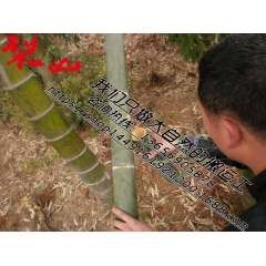 中华老字号 东阿阿胶桃花姬阿胶糕300g