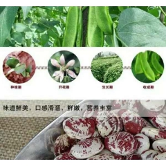 花豆享有”豆中之王“的美称(湖南郴州市)