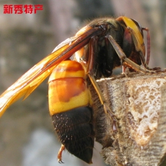中华老字号 东阿阿胶桃花姬阿胶糕300g