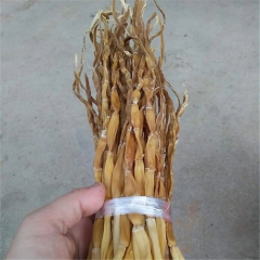 东江湖纯天然野生绿色无公害食品农家山上采摘自制笋干。