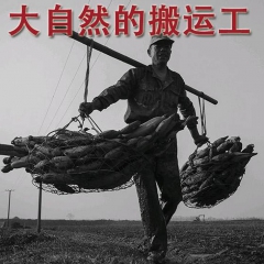 洪湖原生态莲藕 野生纯天然 26.8元/5斤 包邮