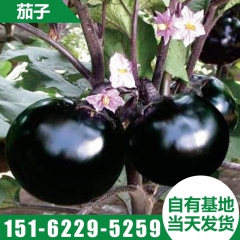 丰县大油茄 紫色茄子 厂家直销 新鲜蔬菜批发 天然无害
