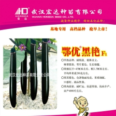 早熟耐低温抗逆性强高档茄子 鄂优黑艳F1农业茄子
