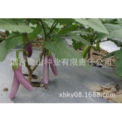 潘多拉彩色茄子 果皮白紫相间    热带地区低地表现很好