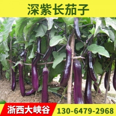 多种健康新鲜蔬菜 新鲜精品蔬菜茄子 有机富硒深紫长茄子 黑旋...