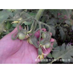西红柿（茄子、西葫芦）蘸花药  喷花药
