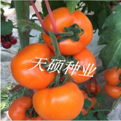 黄番茄  金贵仁   240元 （1000粒）