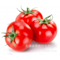 蔬菜批发西红柿 番茄 绿色无公害 厂家直销 大量批发价格合理