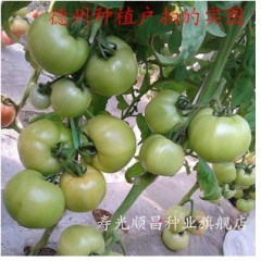 寿光优质品种粉迪2号抗TY 抗叶霉病 杂交一代无限粉果番茄1...