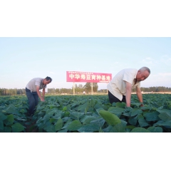 中华寿豆粉  防止动脉硬化  恢复血管弹性 清理血液垃圾