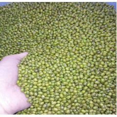 东北杂粮有机绿豆  现磨绿豆粉  生芽