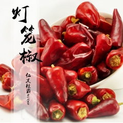 批发优质灯笼椒 中辣味特香朝天椒 干锅火锅底料专用辣椒调味品