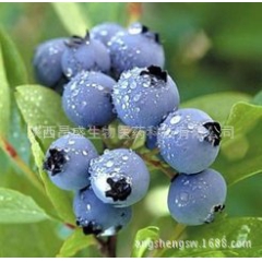 蓝莓果粉,蓝莓果汁粉,蓝莓粉,功能饮料原料