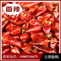 干辣椒批 精选贵州小子弹头 朝天椒。干锅，火锅，中餐必备专卖...