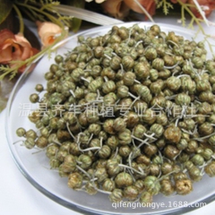 怀府珍珠菊批发 河南焦作温县怀府珍珠菊 纯天然无硫熏花茶