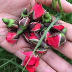 云私属 云南金边玫瑰花茶 特级 1000克 批发 无硫无添加