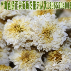 正宗黄山贡菊 菊花茶 散装黄山贡菊花茶  花茶产地批发