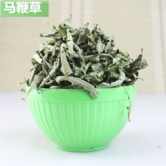 批发供应 马鞭草花茶 马鞭草 易搭配迷迭香 柠檬草