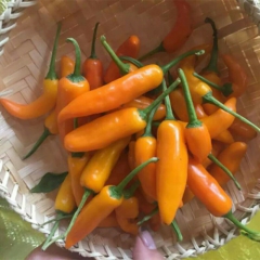 中华老字号 东阿阿胶桃花姬阿胶糕300g