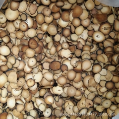 化州橘红果片正宗化橘红化痰止咳饮品饮片化橘红茶批发