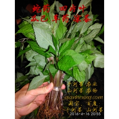 金粟兰 及已 四块瓦 蛇叶 蛇药 野生草药 凉茶 福建三明清...