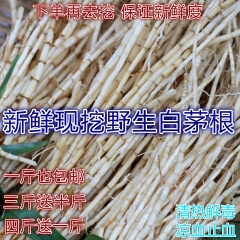 新鲜野生白茅根 茅根茅针白茅 甜草根丝茅根竹蔗茅根 清热凉茶