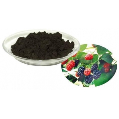 桑葚提取物 25%桑葚花青素 斯诺特直销