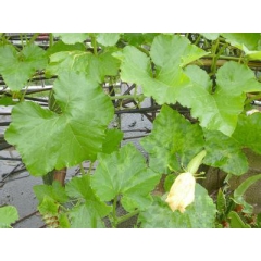 葫芦藤提取物 葫芦藤粉 斯诺特生物