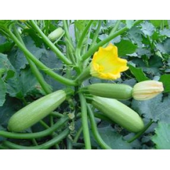 西葫芦提取物 西葫芦粉 斯诺特生物