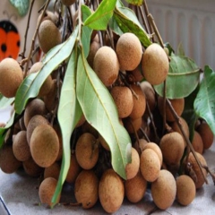 量大价优 浓缩桂圆汁 浓缩果蔬汁 桂圆浓缩汁 无添加 免费样...