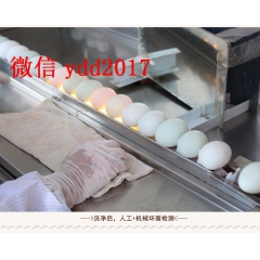 正宗广西北部湾红树林海鸭蛋 咸鸭蛋20个