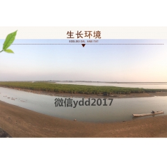 北海烤鸭蛋广西海鸭蛋65克流油咸蛋真空