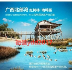 红树林烤海鸭蛋北部湾微信ydd2017