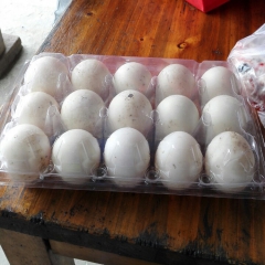 自家生态土鸭蛋 农庄放养会飞水库生态鸭子 厂家直销 鸭蛋批发