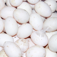 热销批发福建连城白(鹜)鸭鸭蛋  土鸭蛋包邮 招商代理 一件...