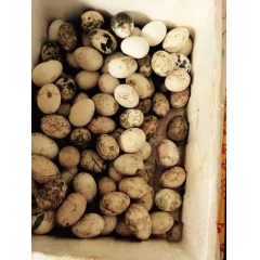 正宗农家有机放养散养新鲜草鸭蛋 新鲜生土鸭蛋  长期供应