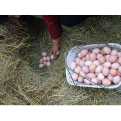 散养鸡鸭鹅土鸡蛋鸭蛋
